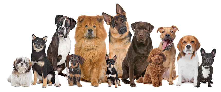 Duluth Kennel Club All Breed Dog Show